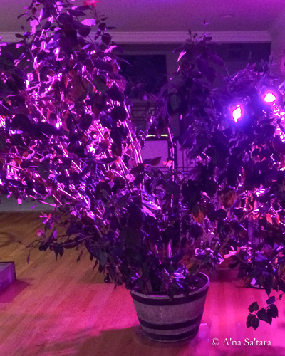 Blue red LED lights