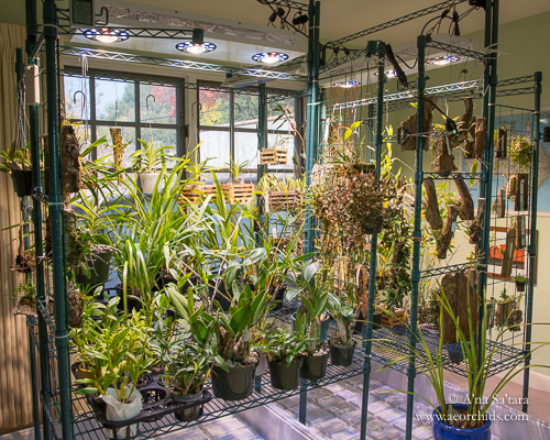 The Indoor Sun: Growing orchids under high intensity LED ...