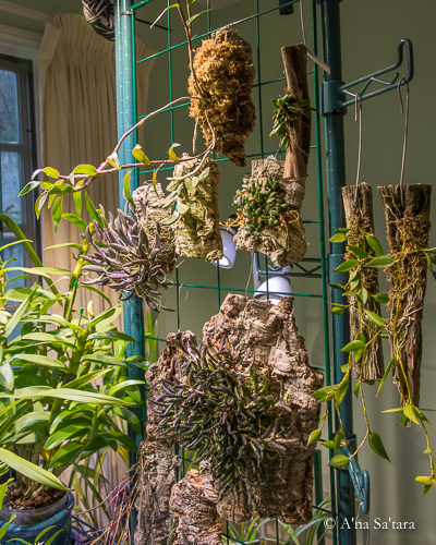 Orchid growing benches