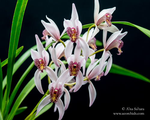 growing cymbidiums under LED lights