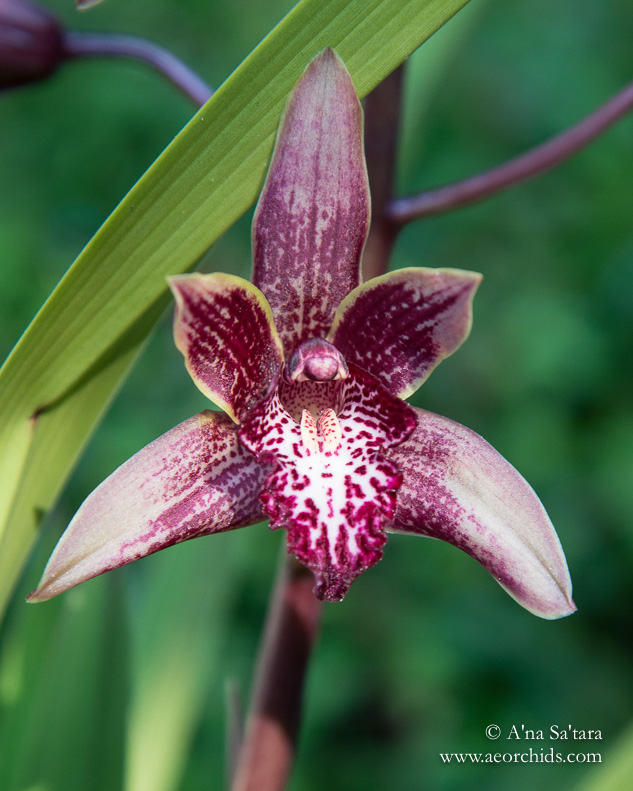 Cymbidium Canterbury 'Coburg'' orchid images
