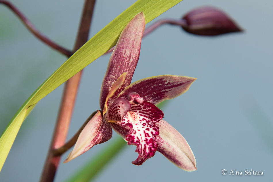 Cymbidium Canterbury 'Coburg'