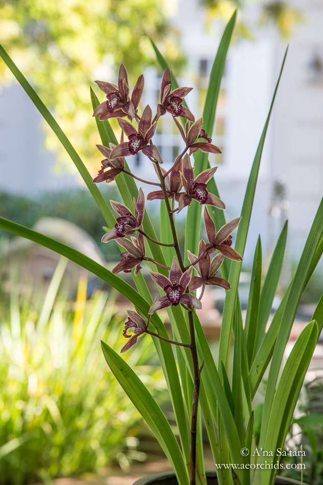 Cymbidium Canterbury 'Coburg'' orchid images