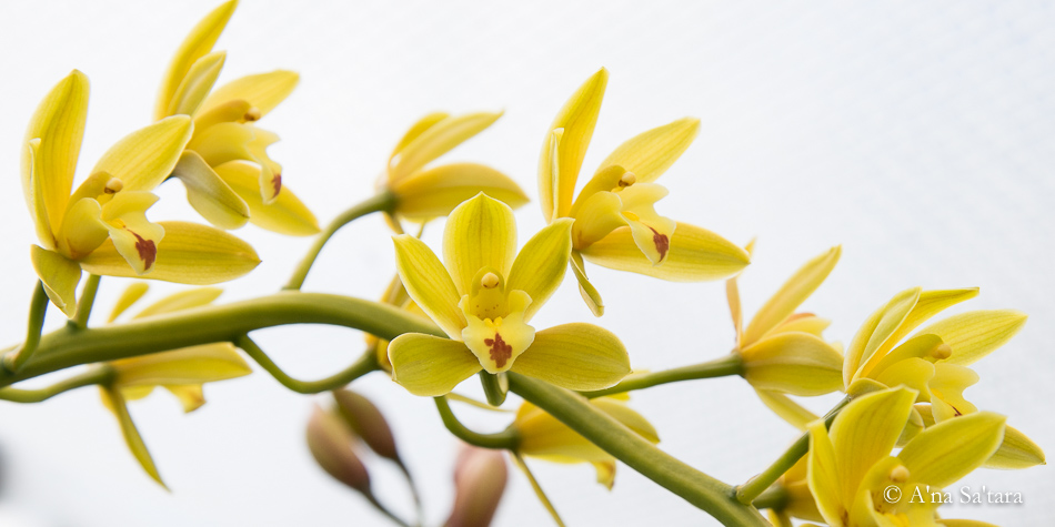 ants on cymbidiums