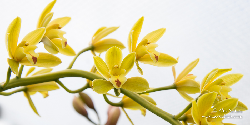 Cymbidium Mitzi 'Mabel' orchid images