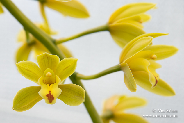 orchid images