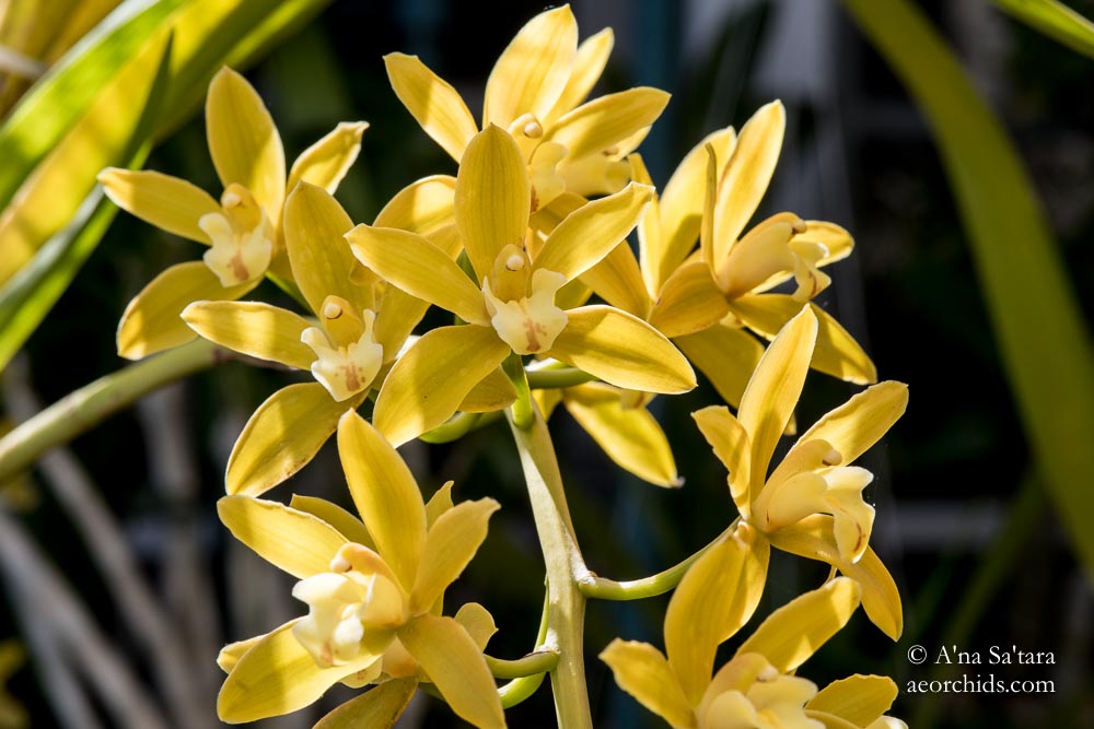 Cymbidium Mitzi 'Mabel'