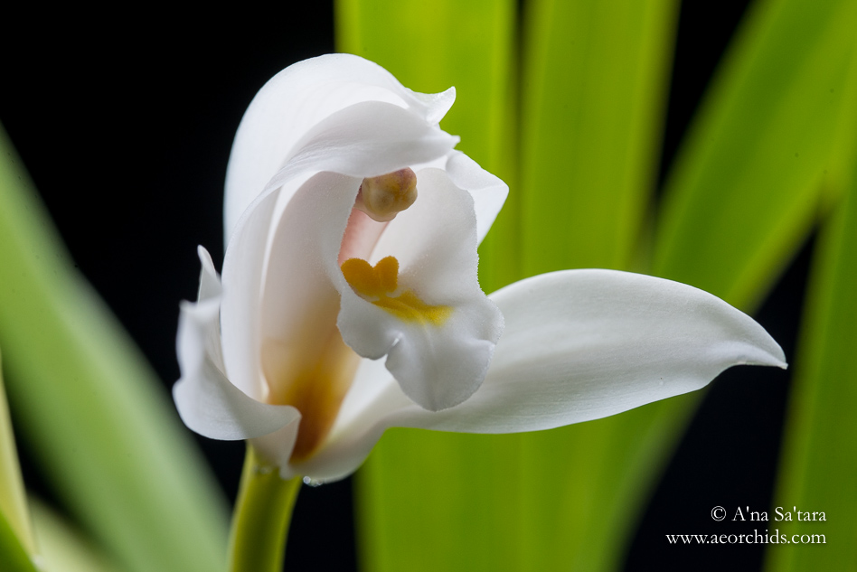 Cymbidium banaense orchid images