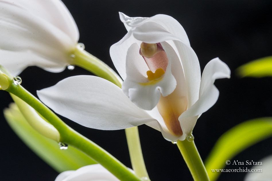 Cymbidium banaense orchid images
