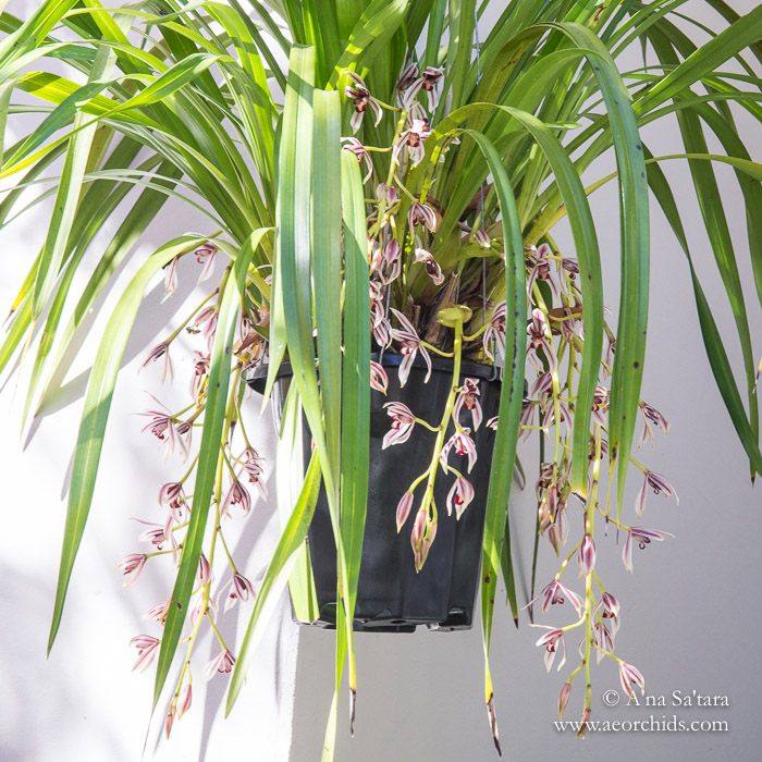 Cymbidium dayanum orchid images