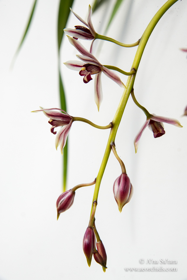 Cymbidium dayanum orchid images