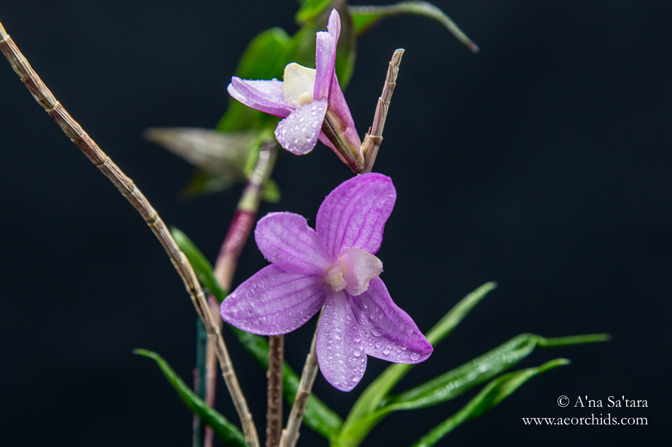 Dendrobium Pfeiff's Kaleidoscope orchid images