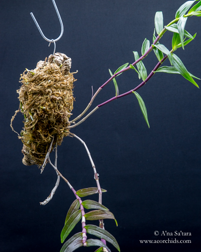 Dendrobium Eltonese