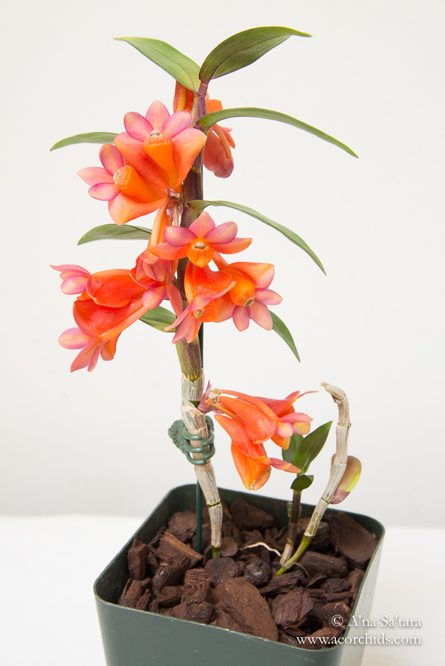 Dendrobium Golden Gate Sunrise orchid images