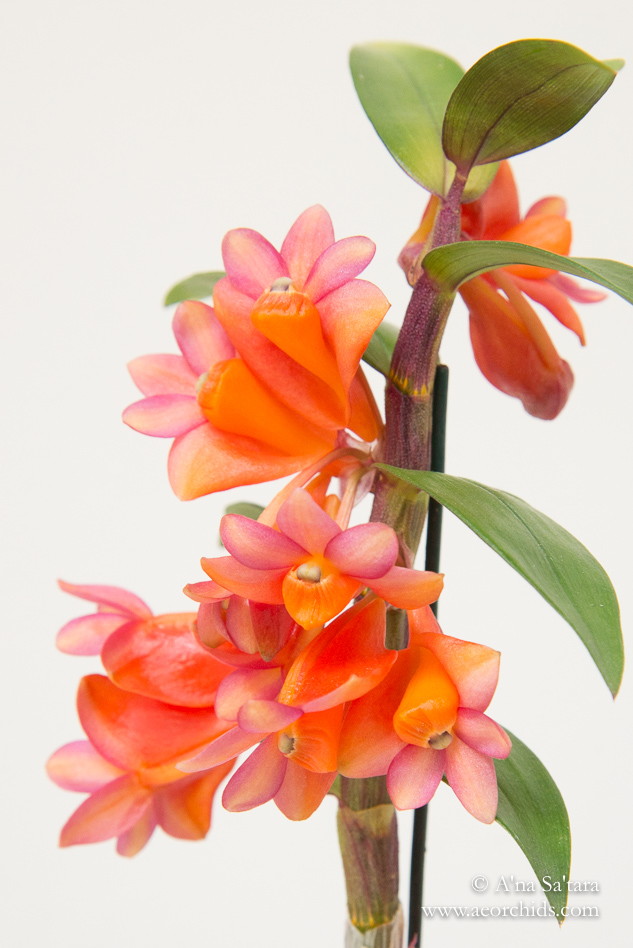 Dendrobium Golden Gate Sunrise orchid images