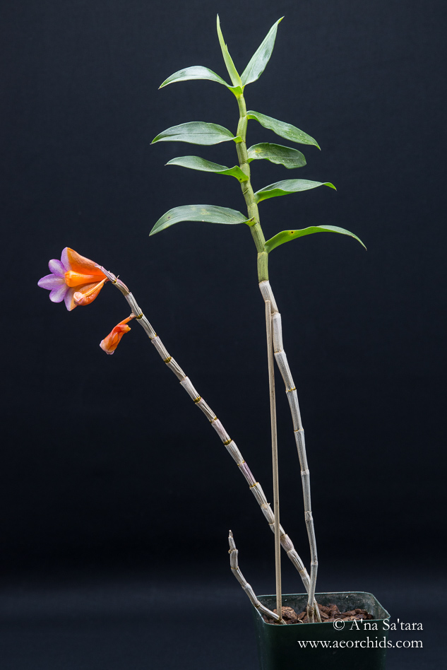 Dendrobium Hsinying Chrysopense
