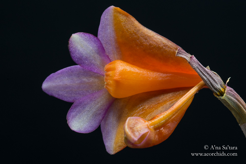 Dendrobium Hsinying Chrysopense