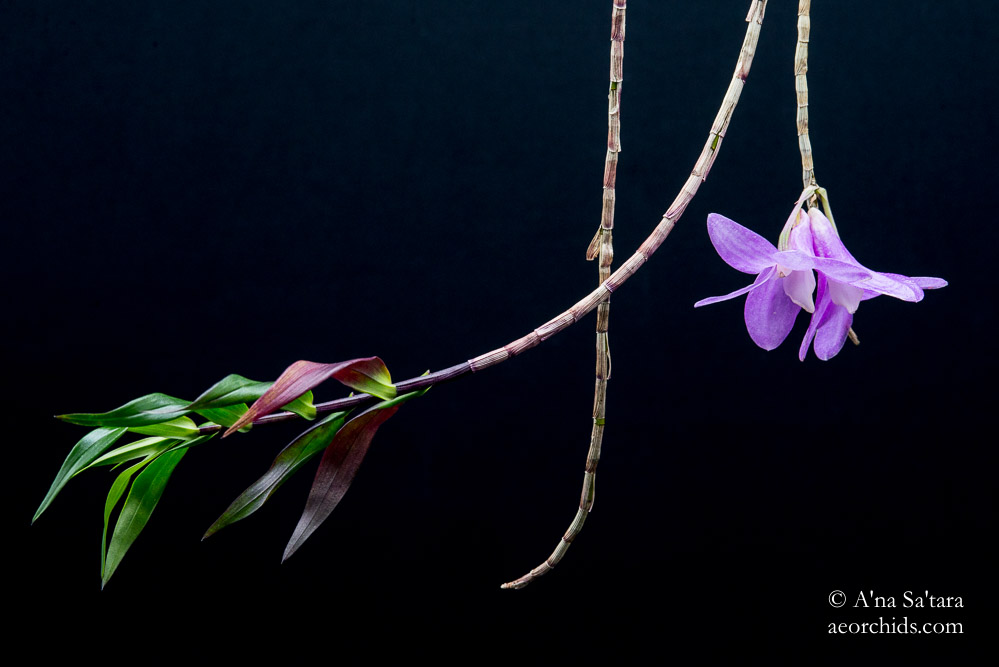 Dendrobium Pfeiff's Kaleidoscope