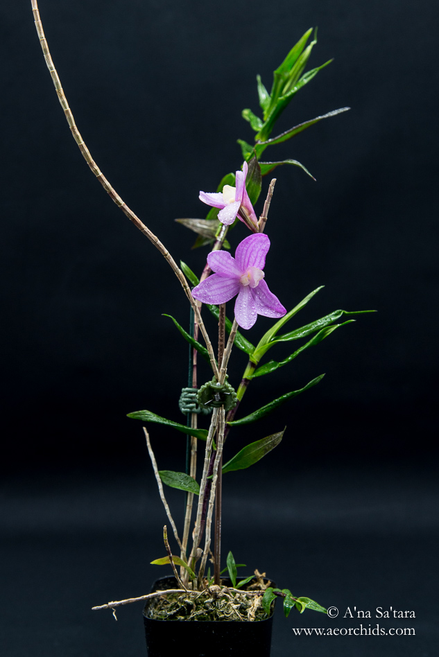 Dendrobium Pfeiff's Kaleidoscope orchid images