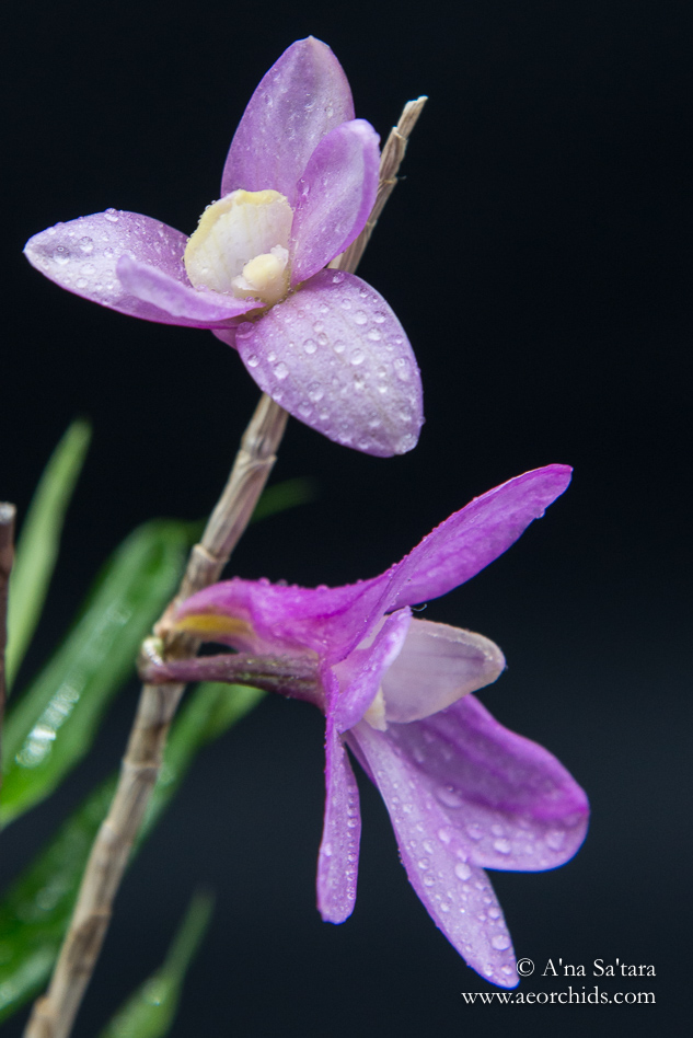 Dendrobium Pfeiff's Kaleidoscope orchid images