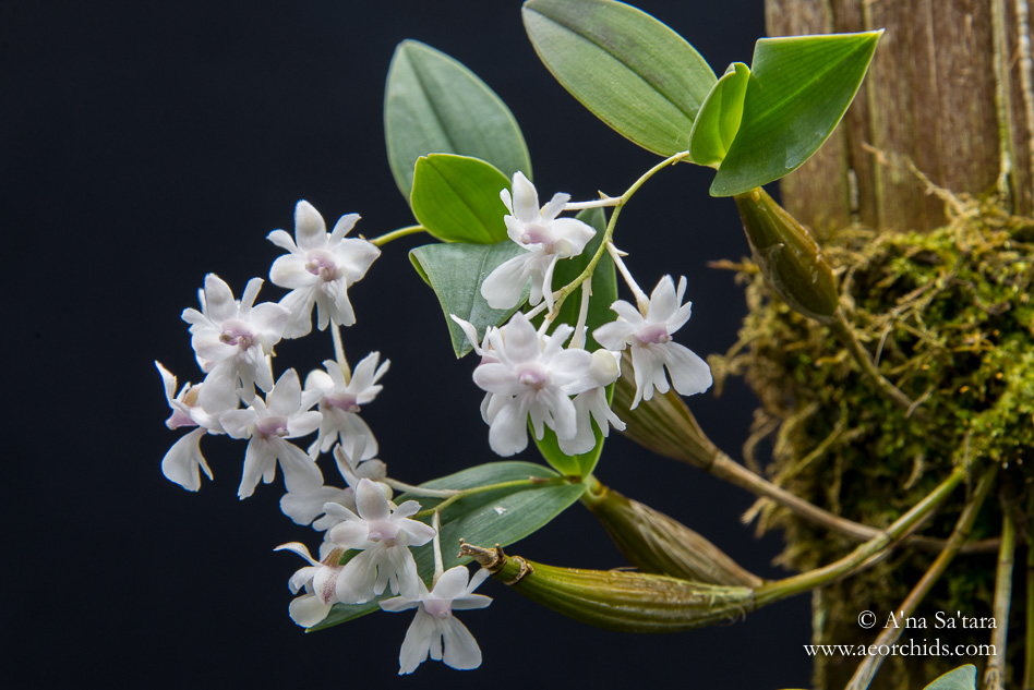 Dendrobium aberrans