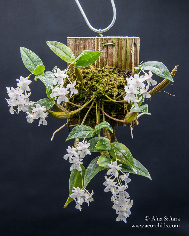 Dendrobium aberrans