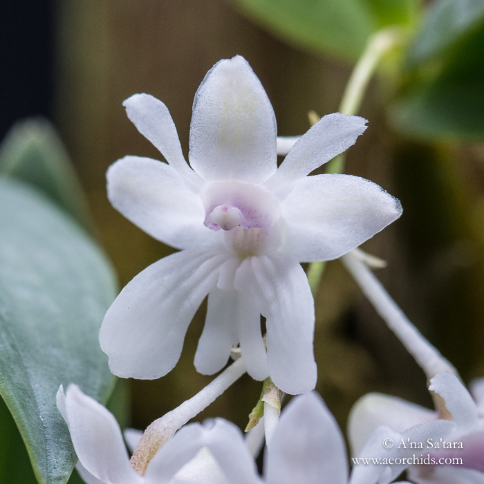 Dendrobium aberrans
