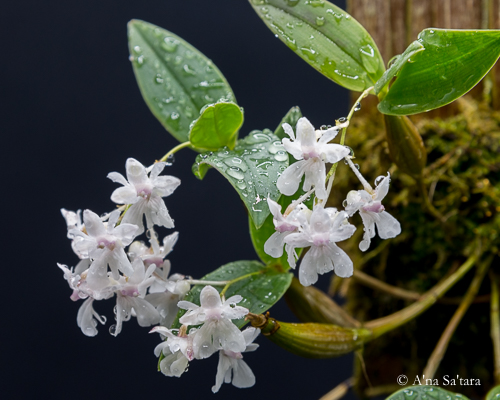 Dendrobium aberrans