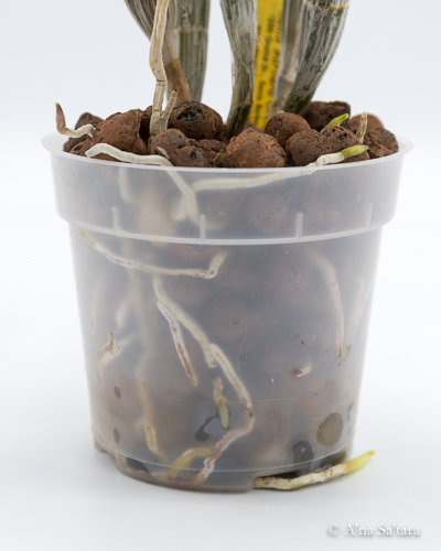 Dendrobium jonesii