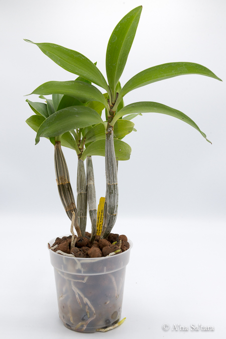 Dendrobium jonesii