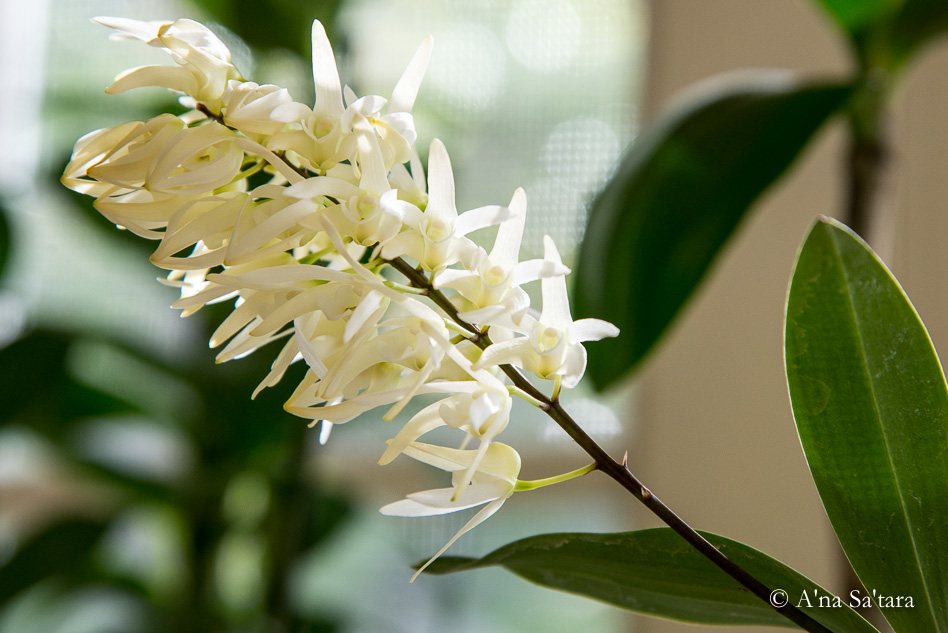 Dendrobium jonesii
