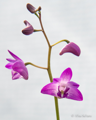 Dendrobium kingianum