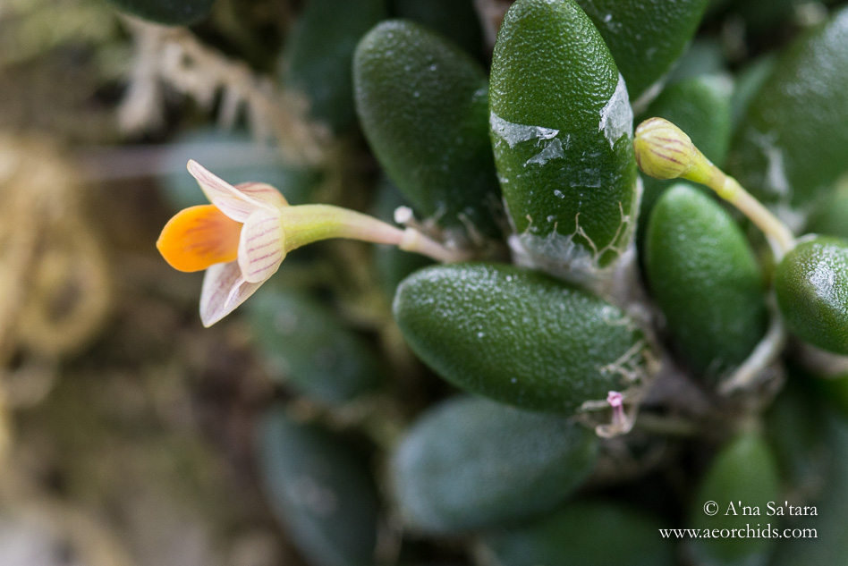 Dendrobium (Dockrillia) lichenastrum orchid images