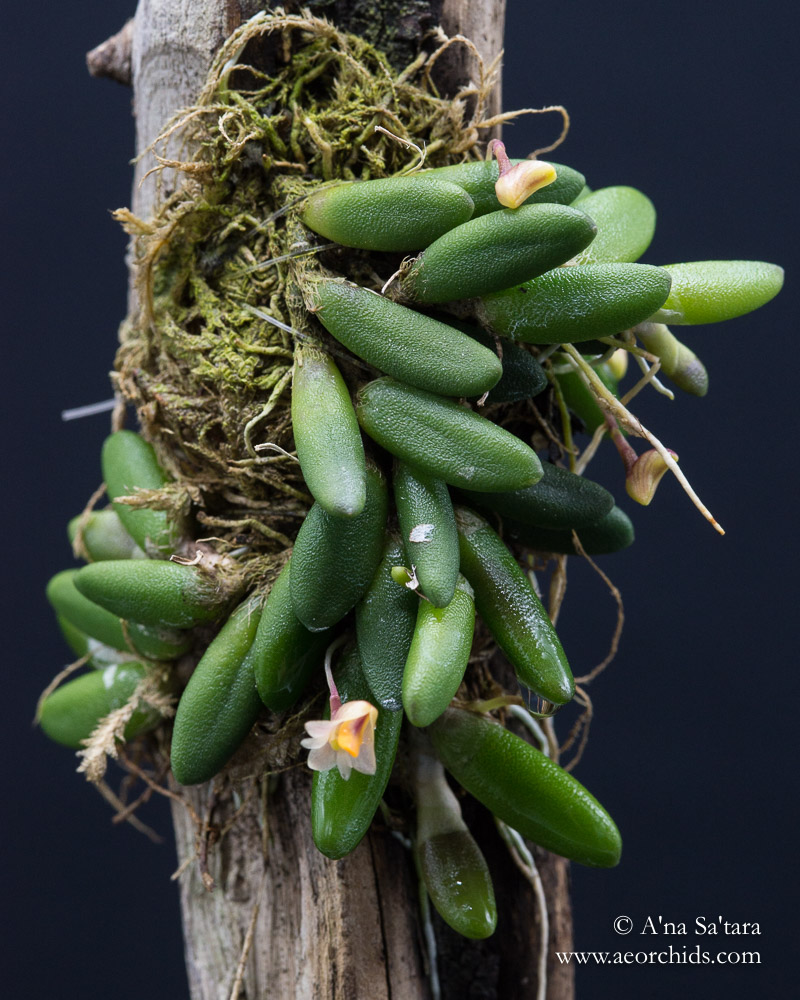 Dockrillia (Dendrobium) lichenastrum orchid images