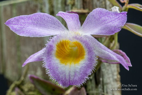 dendrobium flowering under led lights