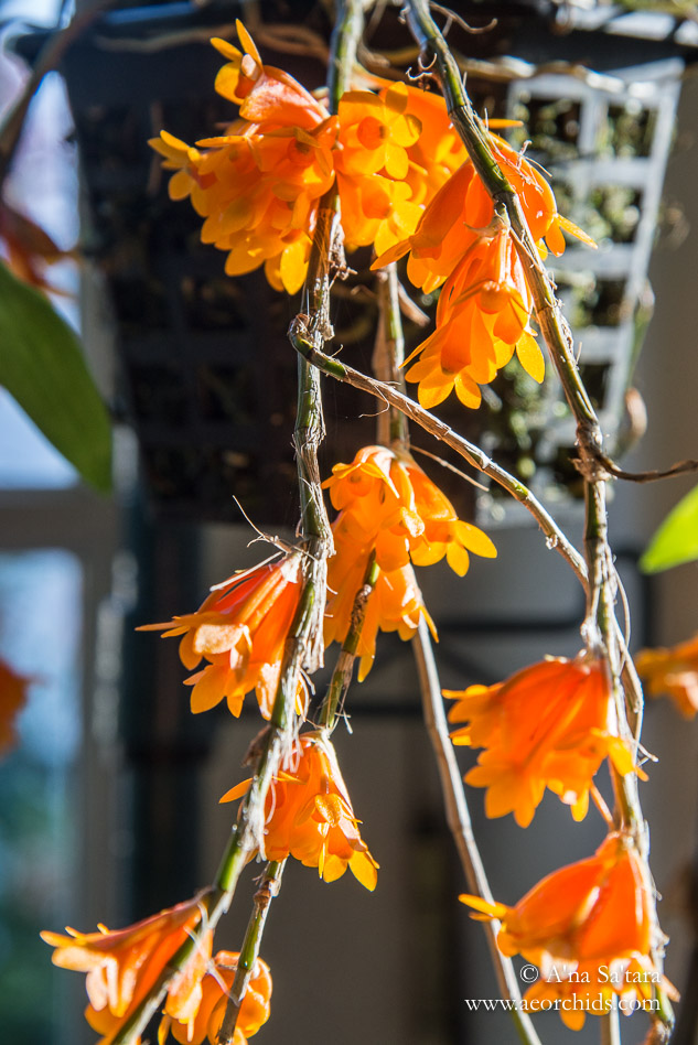 Dendrobium subclausum orchid images