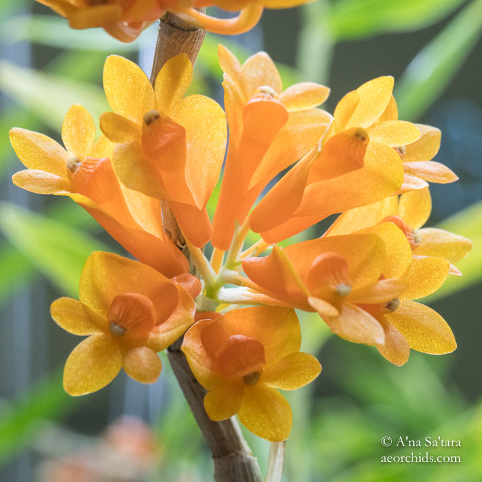 Dendrobium subclausum var speciosum