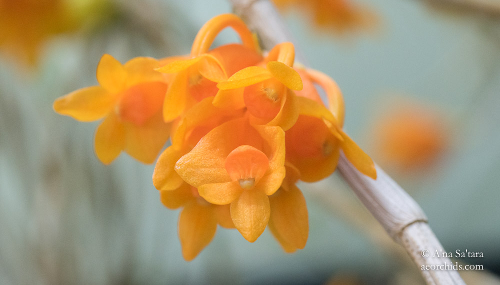 Dendrobium subclausum var speciosum