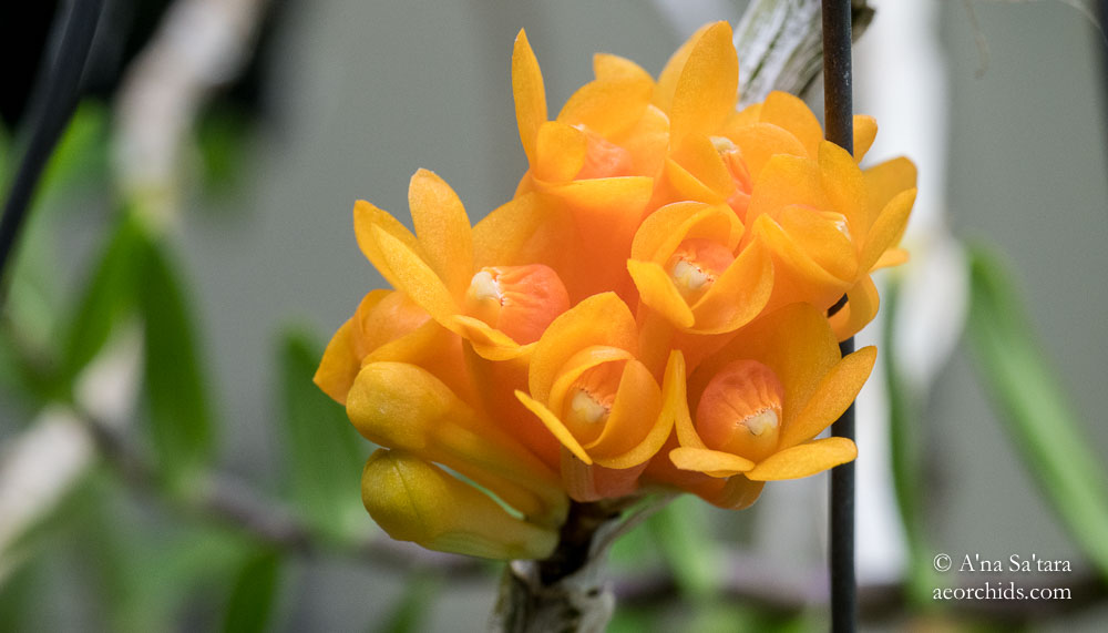 Dendrobium subclausum var speciosum