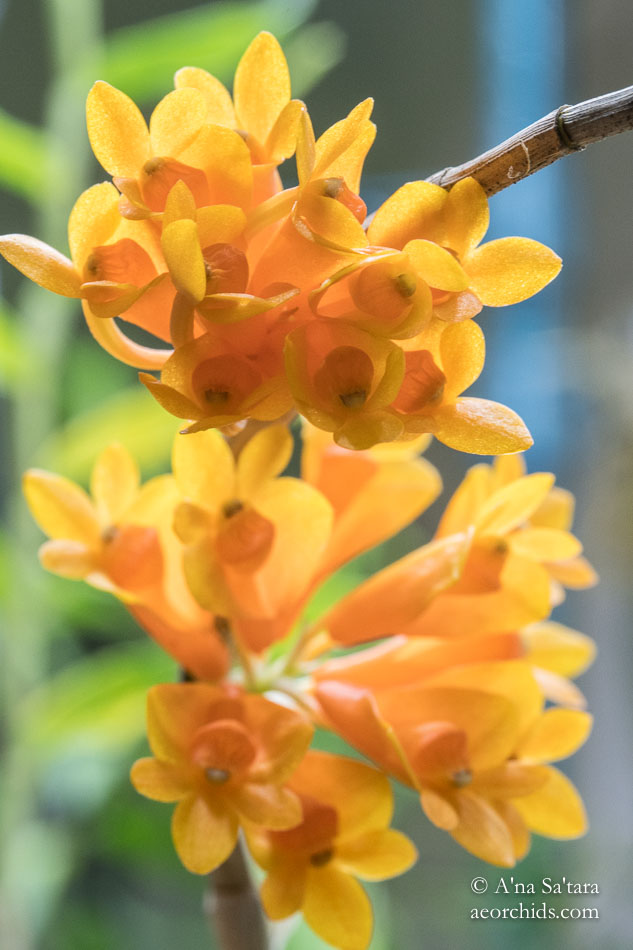 Dendrobium subclausum var speciosum