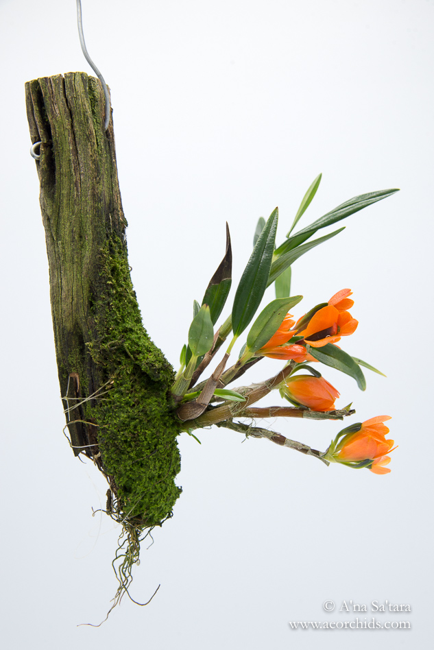 Dendrobium vexillarius (orange form) orchid images