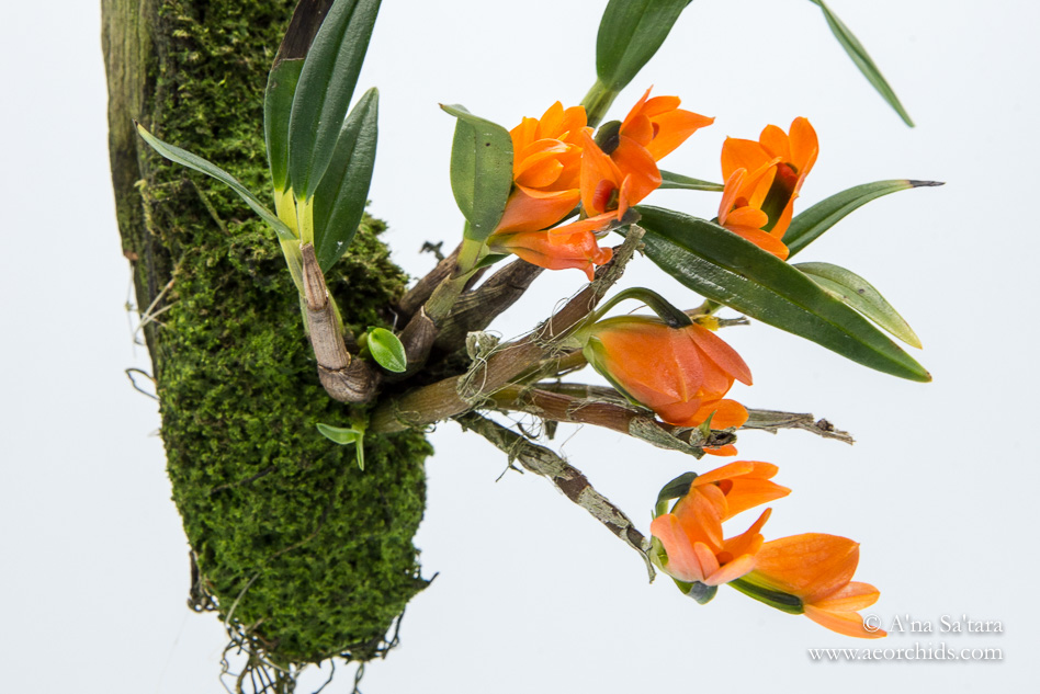 Dendrobium vexillarius (orange form) orchid images