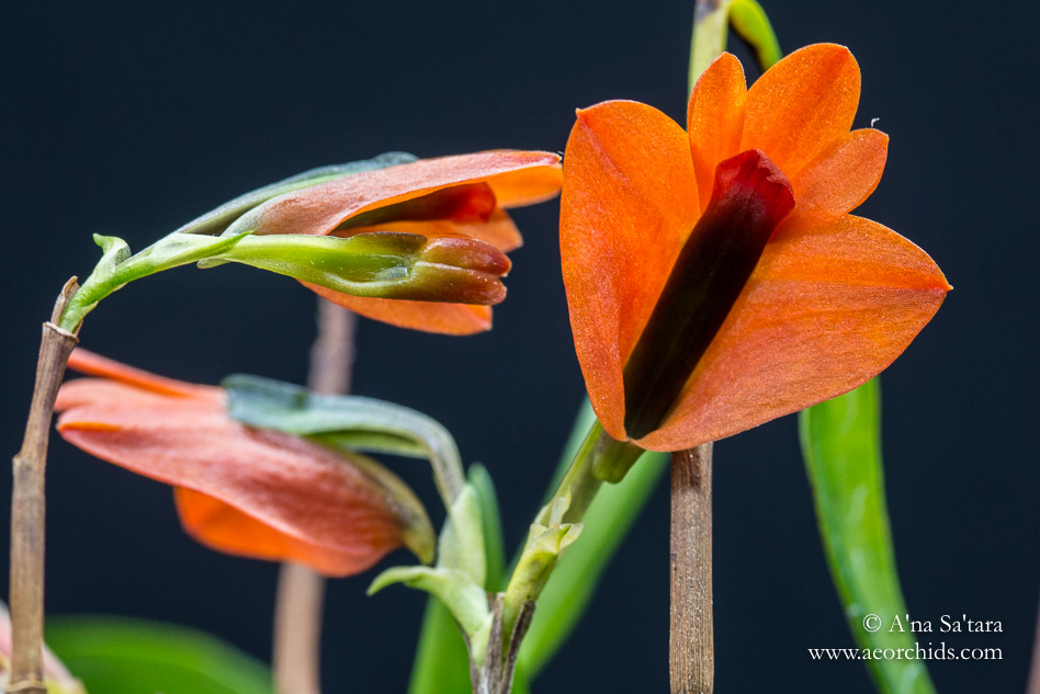 Dendrobium vexillarius orchid images