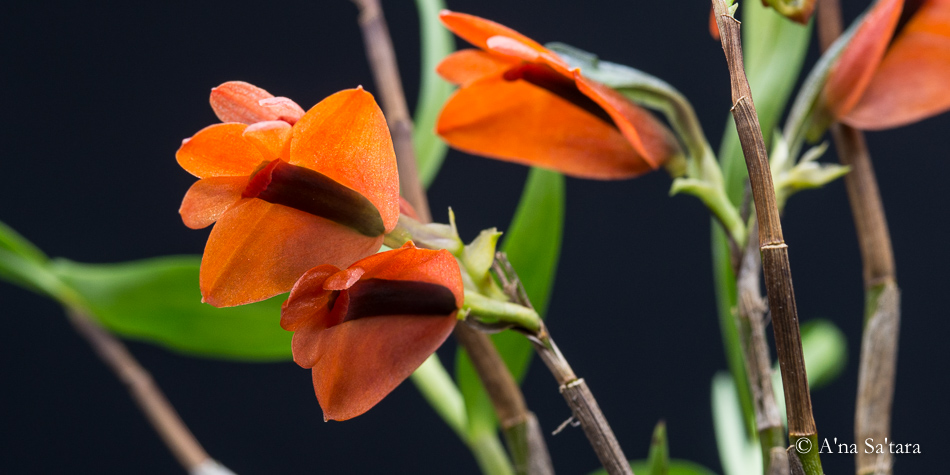 Dendroibum vexillarius (red)