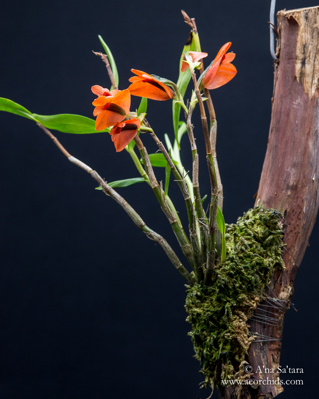 Dendrobium vexillarius orchid images