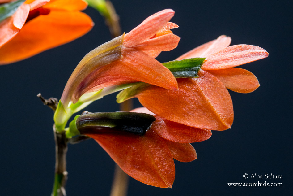 Dendrobium vexillarius orchid images