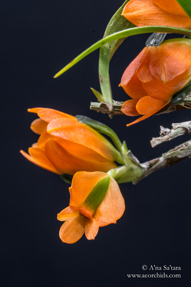 Dendrobium vexillarius orchid images