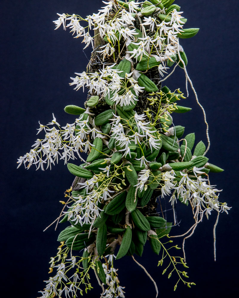 Dockrillia (Dendrobium) linguiformis