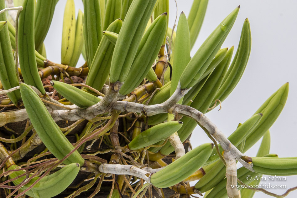 Dockrillia (Dendrobium) wassellii orchid images