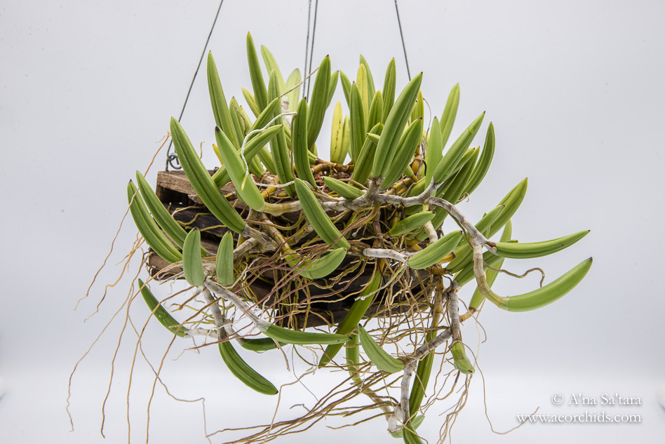 Dockrillia (Dendrobium) wassellii orchid images
